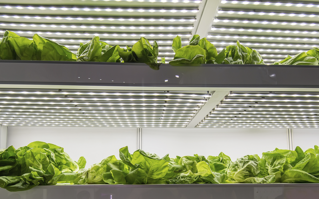 Make your plants grow faster with LED